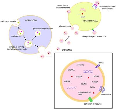 The prospective roles of exosomes in pituitary tumors